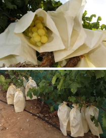 Bolsa para uvas (100 uds.)