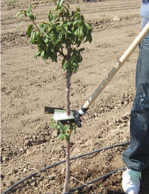 Desbrotador manual